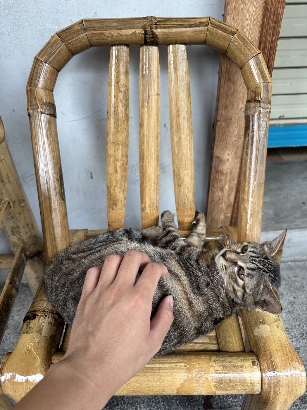 A tabby cat on a bamboo chair being petted