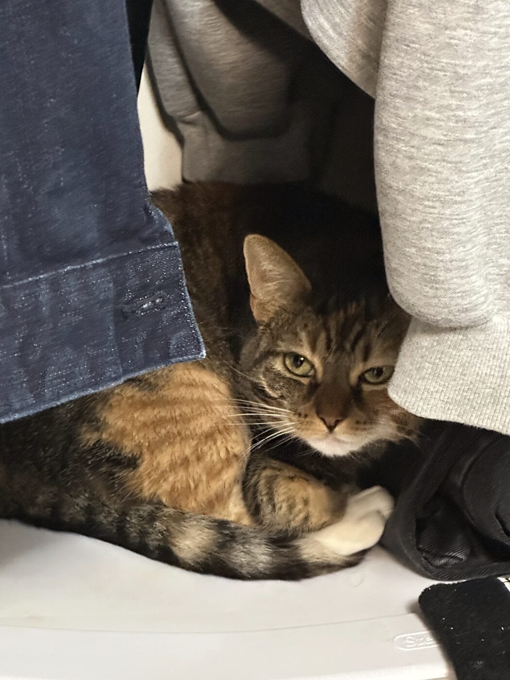 A tabby cat hiding between someone's feet