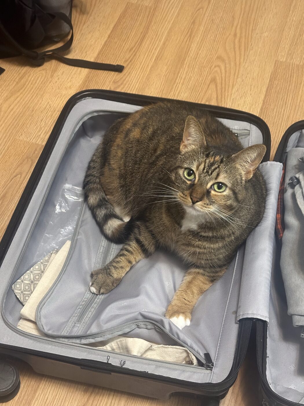 A cat sitting inside an open suitcase