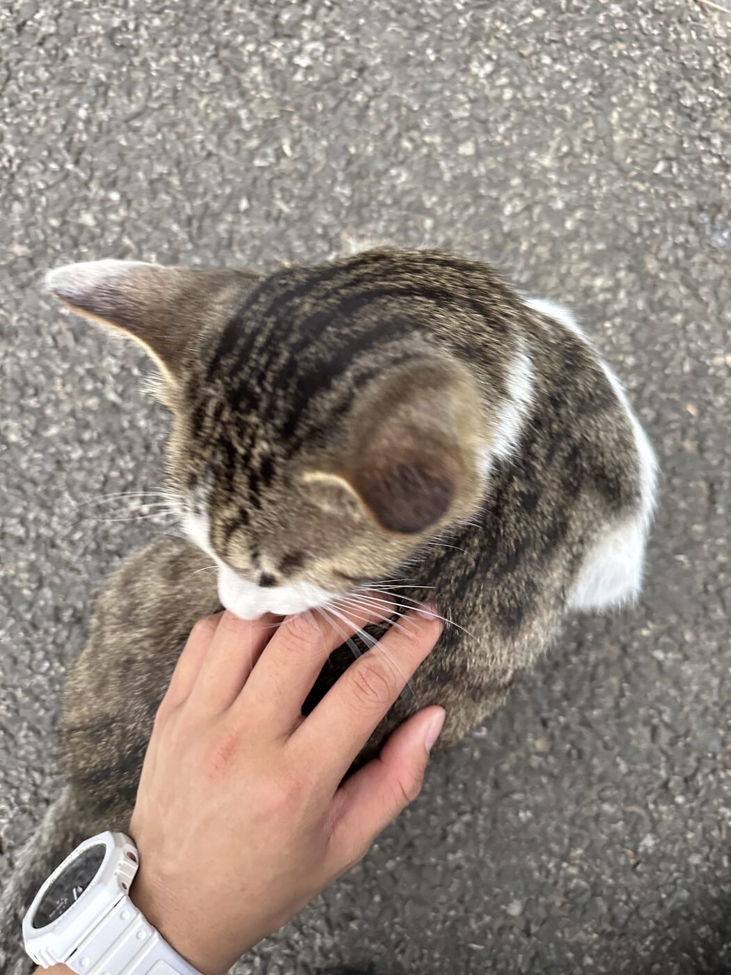 A street tabby getting a head scratch