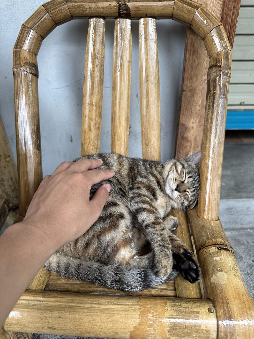 A tabby cat lounging on a bamboo chair being petted