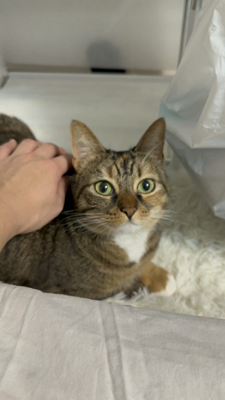 A green-eyed tabby cat receiving a chin scratch