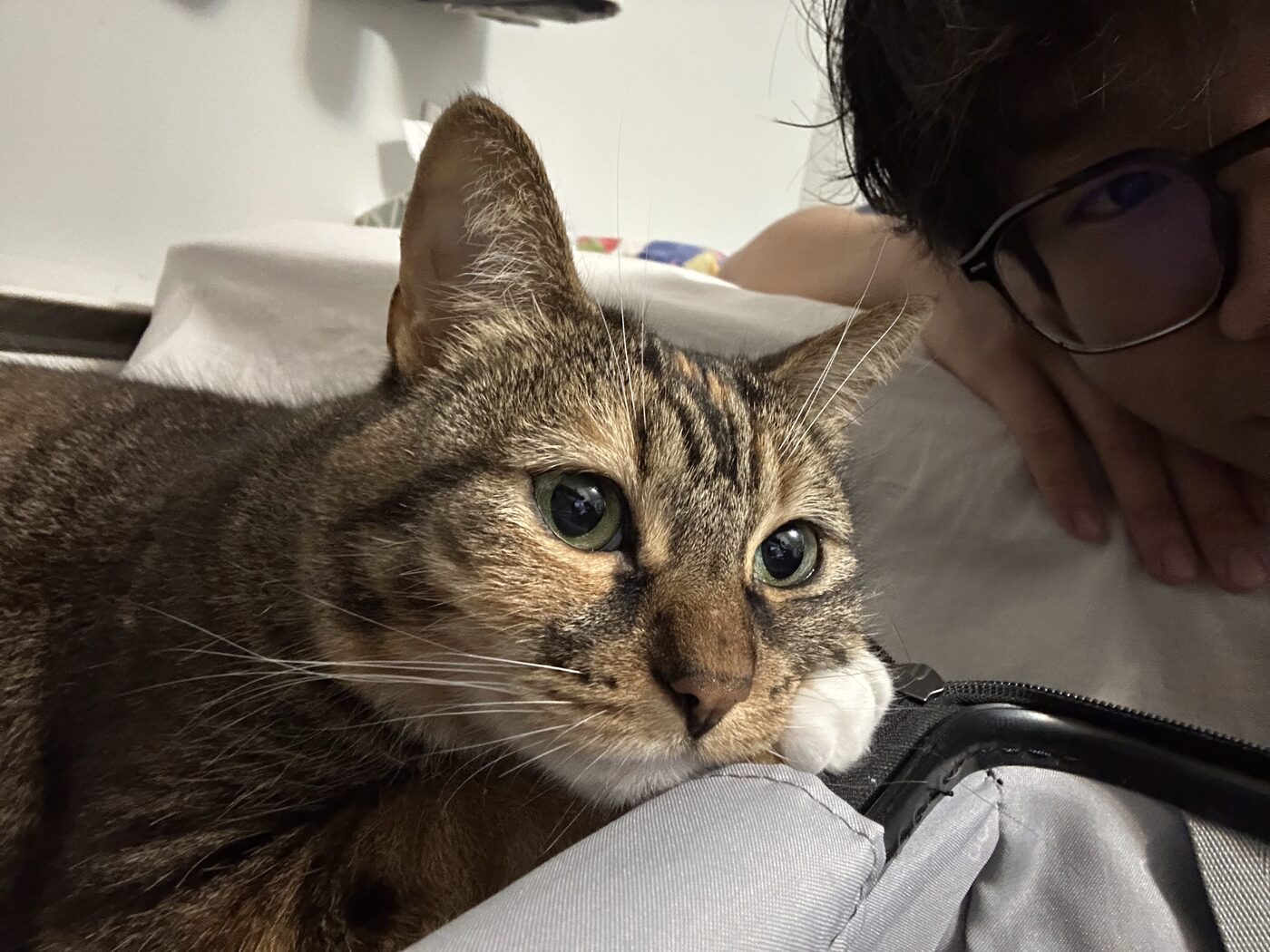A close-up of a tabby cat with Peter in the corner