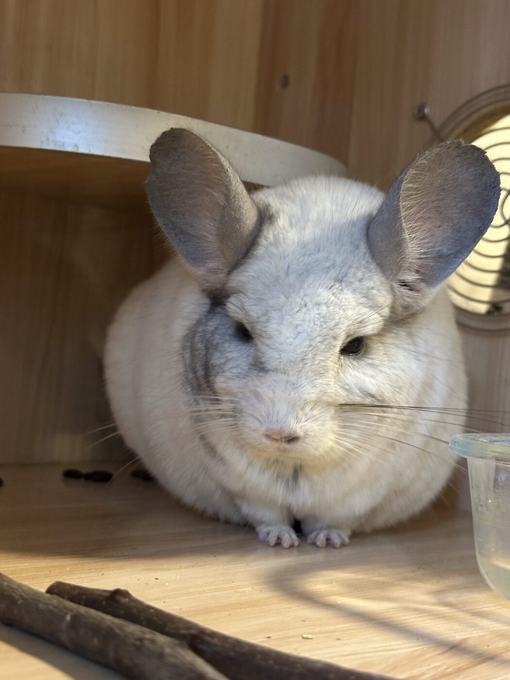 A round grey chinchilla with huge ears sitting in a wooden hutch