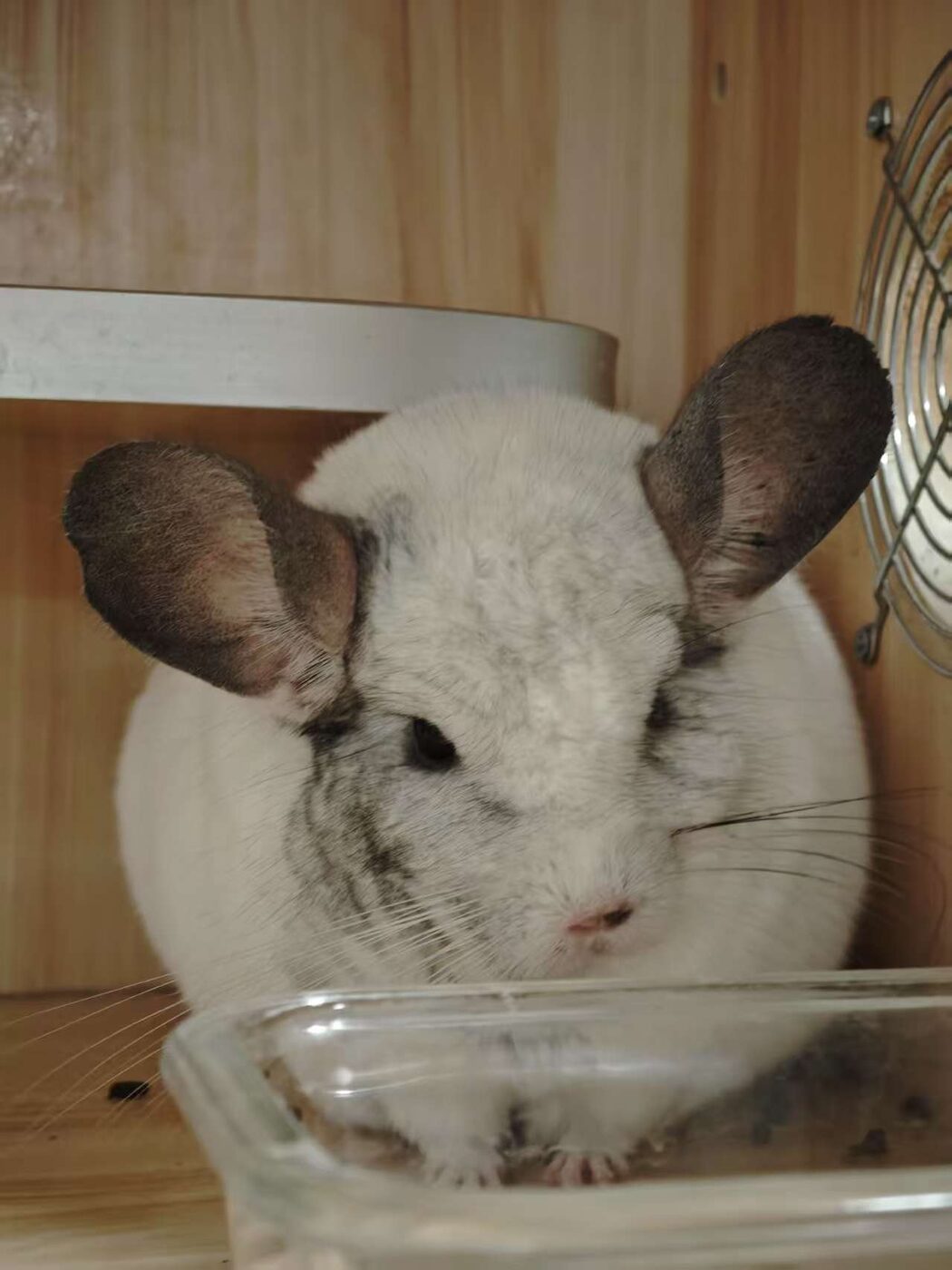 The chinchilla sitting neatly in a glass dish