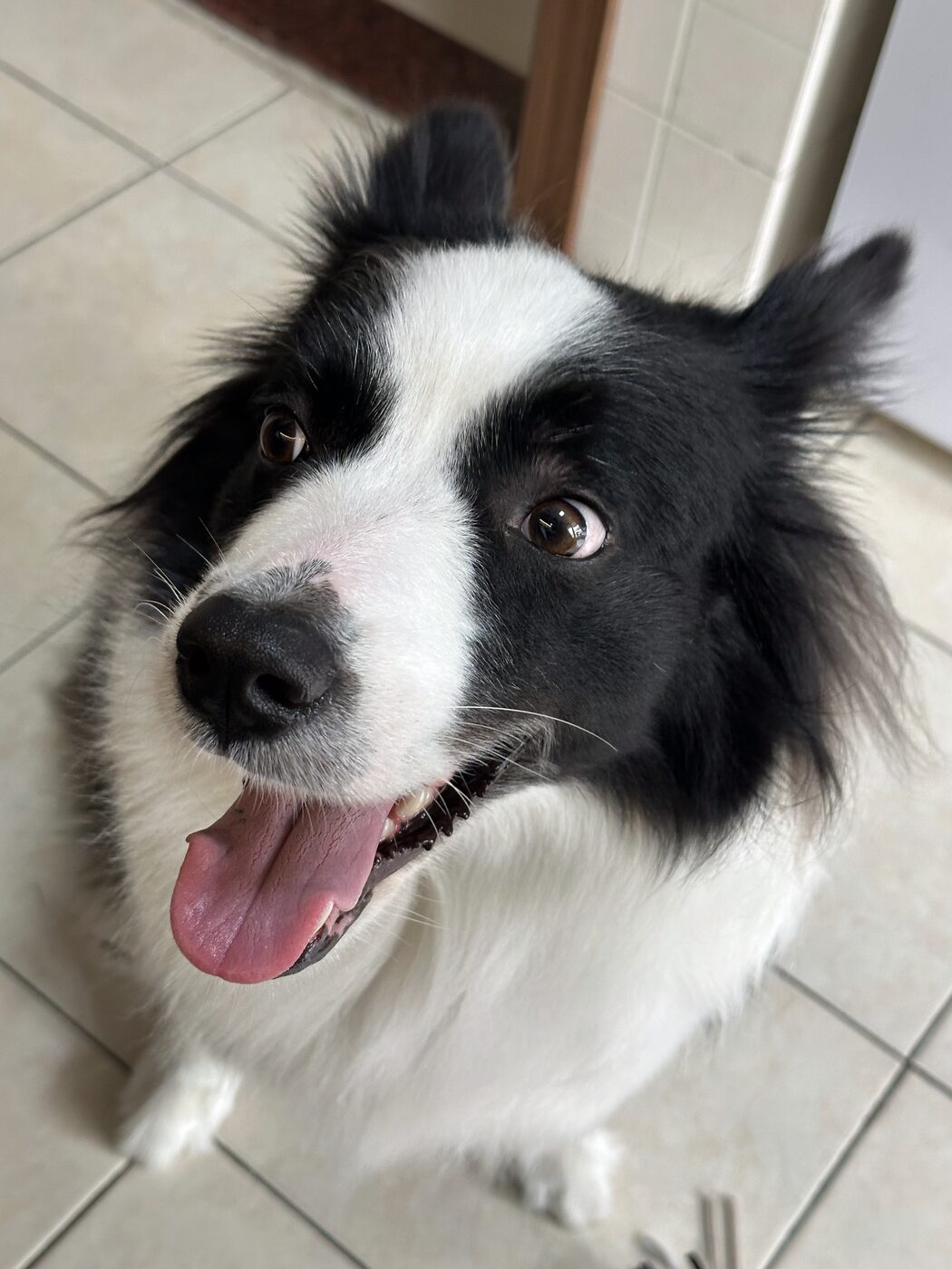 A border collie beaming at the camera