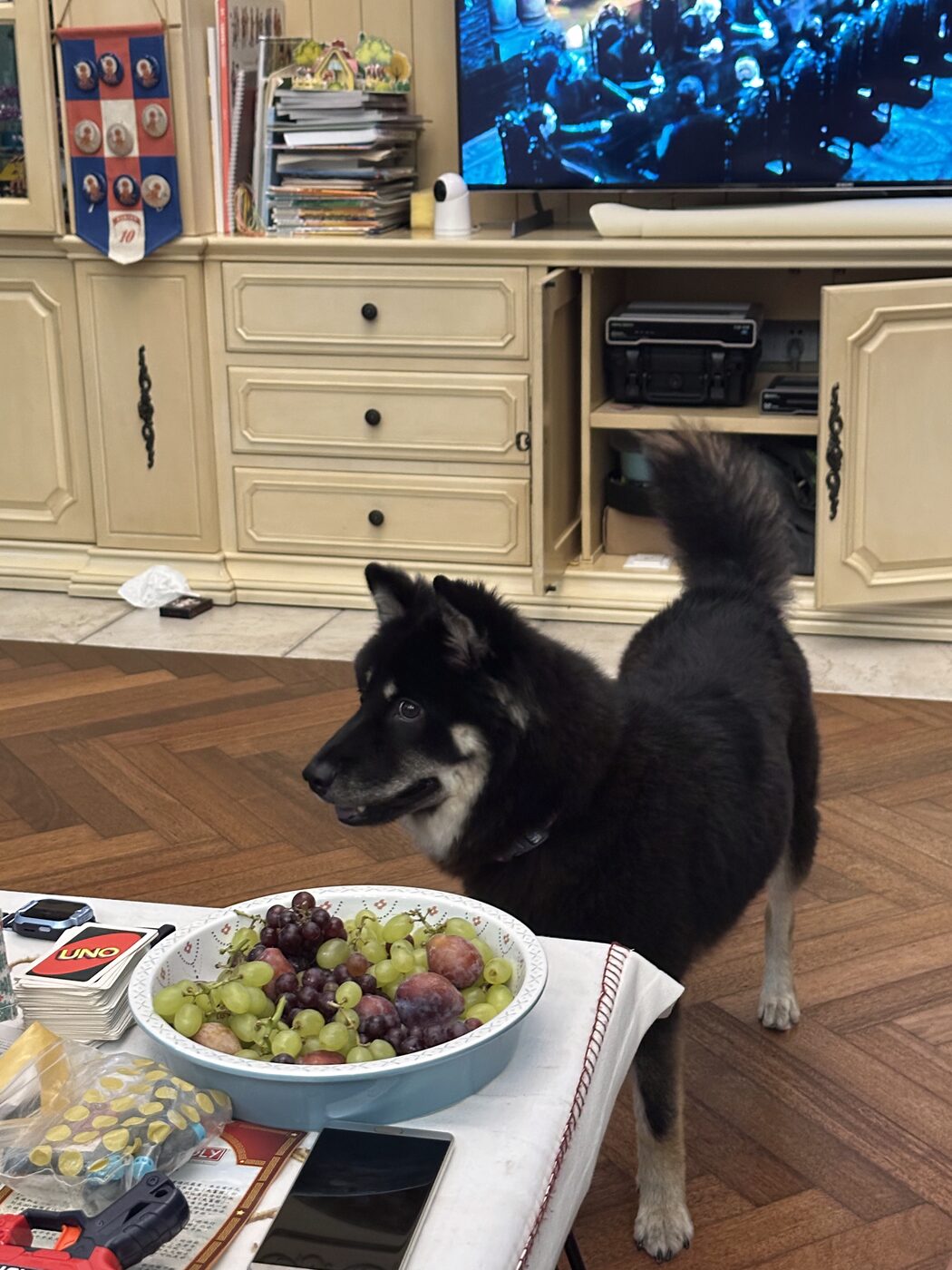 A black shiba standing by a fruit bowl