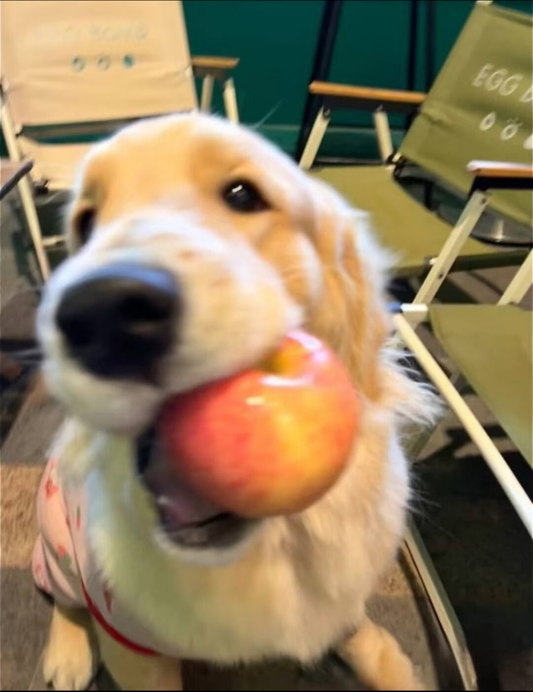 A golden retriever holding an apple in its mouth