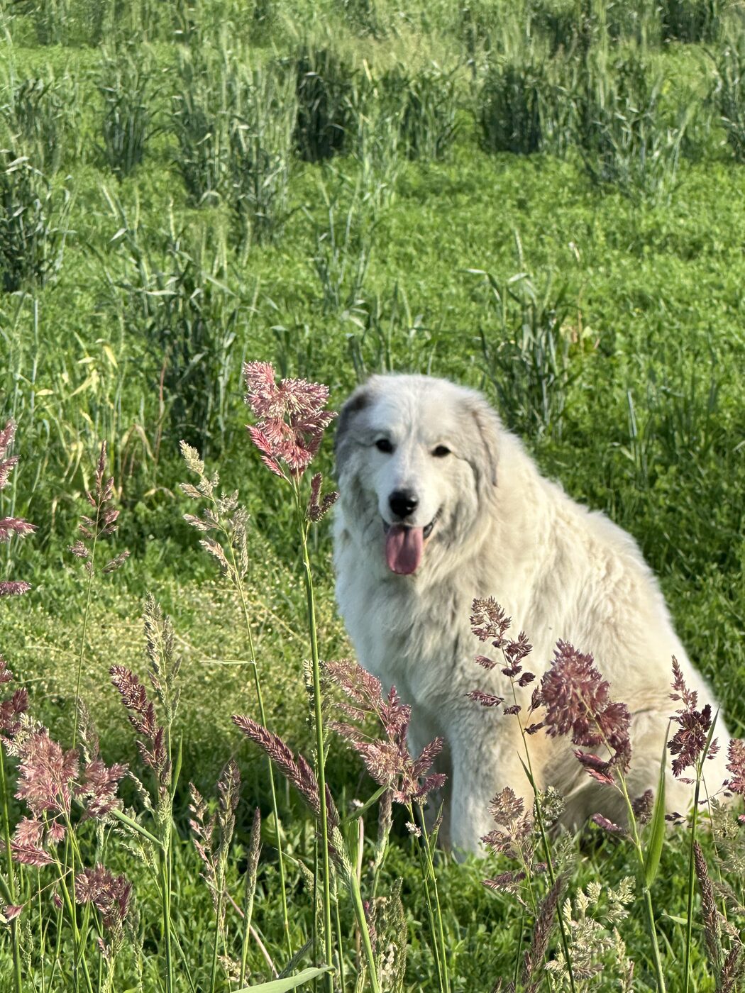 A large white dog standing in a flowering meadow