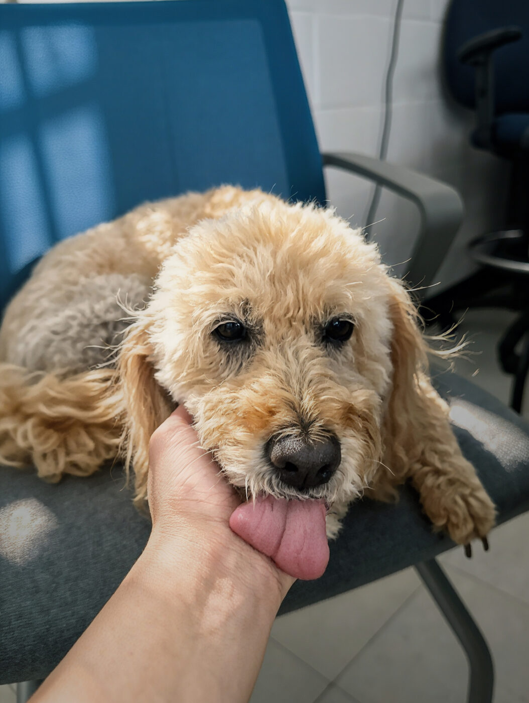A curly-haired dog enjoying a chin scratch