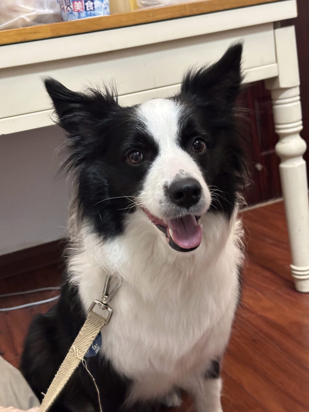 A border collie waiting politely at a table