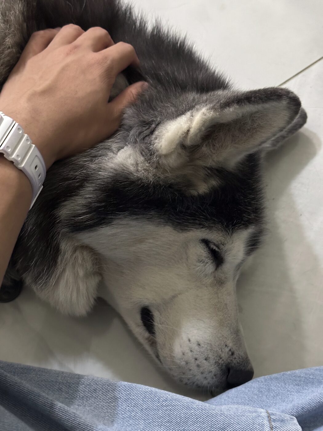 A husky sleeping while being petted