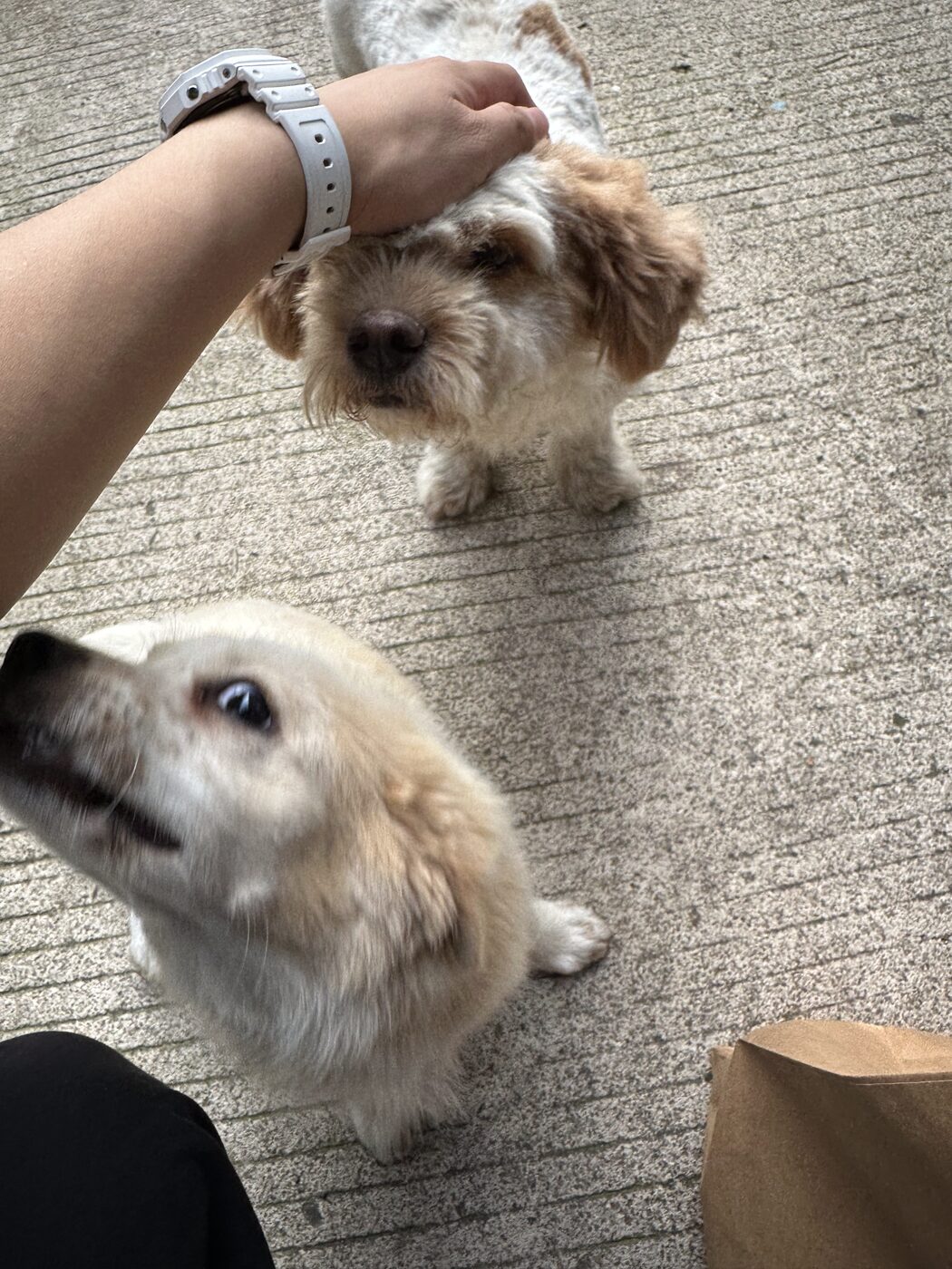 Two small fluffy dogs looking up at the camera