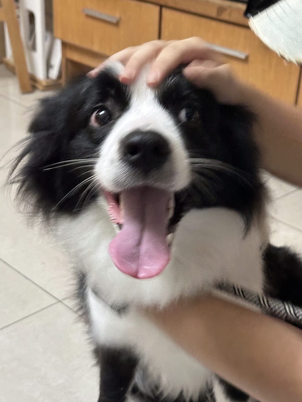 A happy border collie grinning at the camera