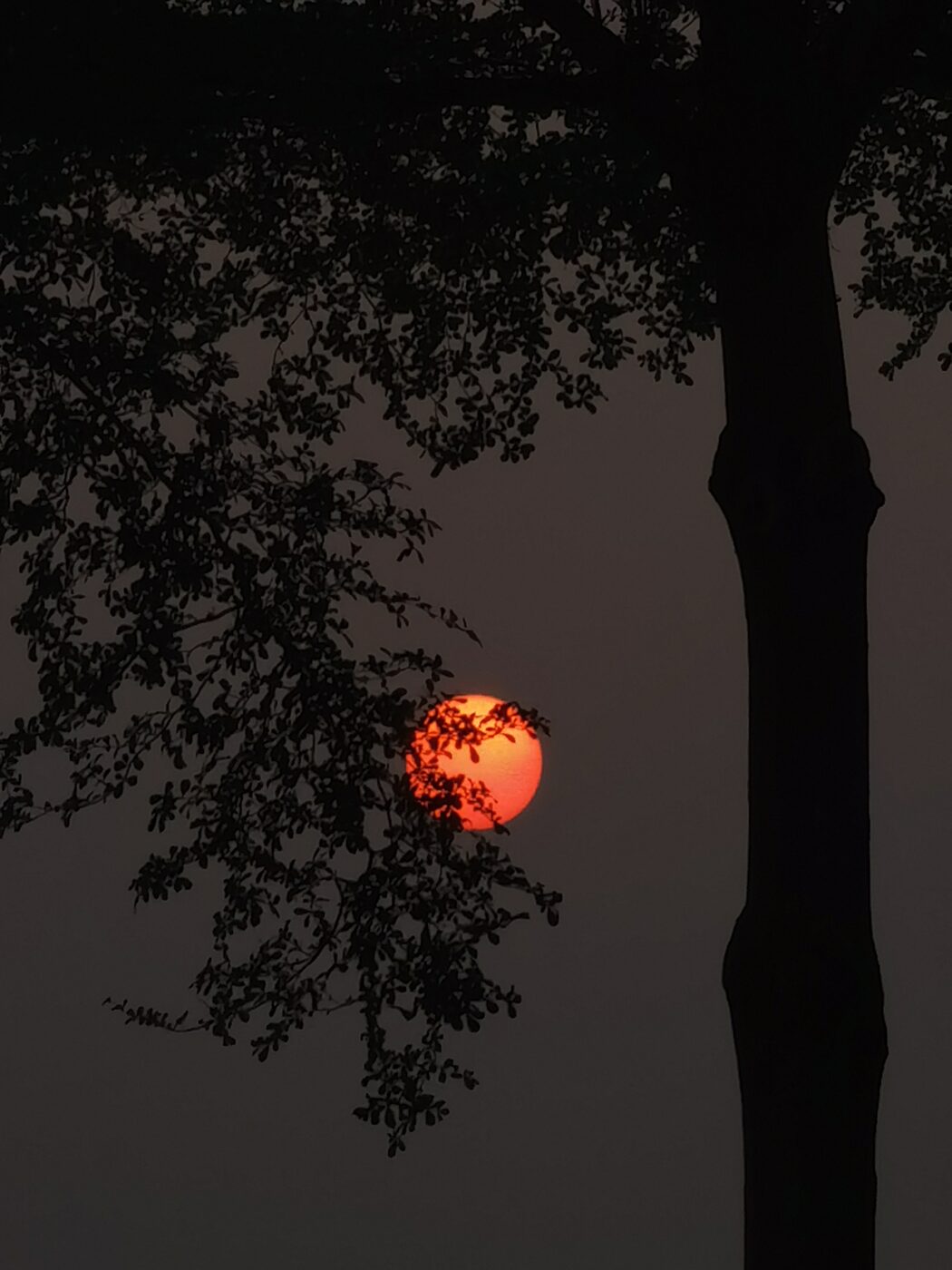 A red blood moon glowing through tree branches