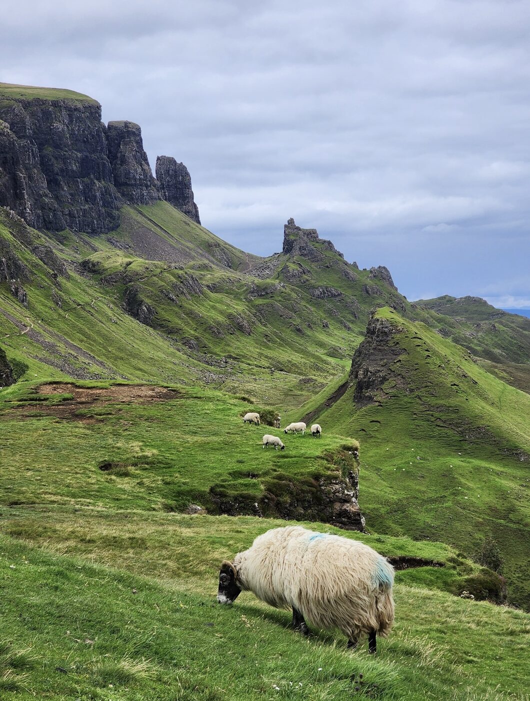 Sheep grazing under steep green cliffs in the Scottish Highlands