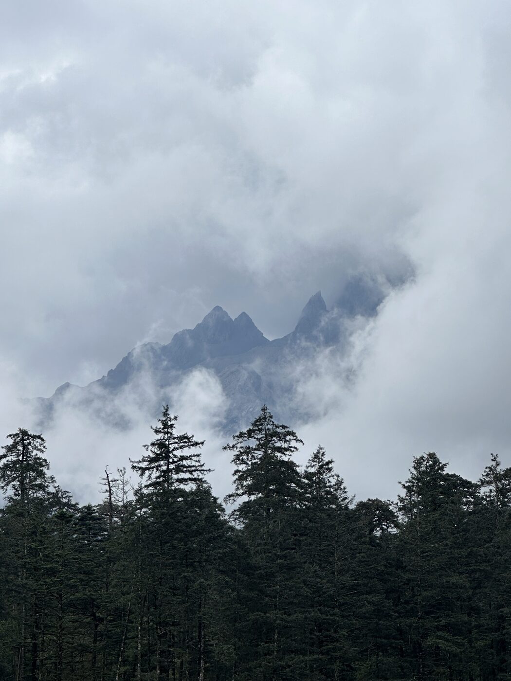 Misty pine forest with mountain peaks in cloud